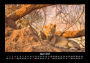 Löwen in der Wildnis Fotokalender 2027 - 4