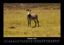 Zebrazauber Fotokalender 2027 - 10