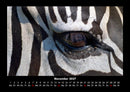 Zebrazauber Fotokalender 2027 - 11