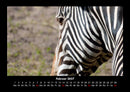Zebrazauber Fotokalender 2027 - 2