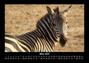Zebrazauber Fotokalender 2027 - 3