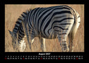 Zebrazauber Fotokalender 2027 - 8