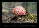 Pilzkalender Fotokalender 2027 - 2