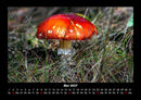 Pilzkalender Fotokalender 2027 - 5