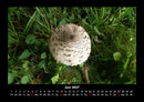 Pilzkalender Fotokalender 2027 - 6