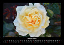 Strahlend schöne Rosen Fotokalender 2027 - 10