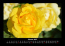 Strahlend schöne Rosen Fotokalender 2027 - 2