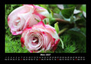 Strahlend schöne Rosen Fotokalender 2027 - 3
