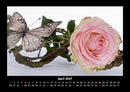 Strahlend schöne Rosen Fotokalender 2027 - 4