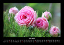 Strahlend schöne Rosen Fotokalender 2027 - 7