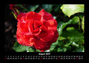 Strahlend schöne Rosen Fotokalender 2027 - 8