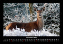Waldbewohner Fotokalender 2027 - 12