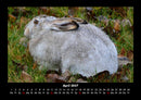 Waldbewohner Fotokalender 2027 - 4