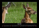 Waldbewohner Fotokalender 2027 - 5