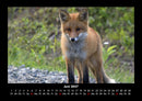 Waldbewohner Fotokalender 2027 - 6