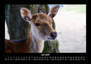 Waldbewohner Fotokalender 2027 - 7