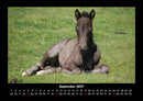 Tierkalender Fotokalender 2027 - 9