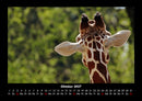 Tierkalender Fotokalender 2027 - 10