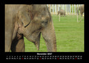 Tierkalender Fotokalender 2027 - 11