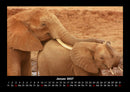 Tierkalender Fotokalender 2027 - 1