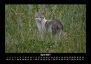 Tierkalender Fotokalender 2027 - 4