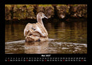 Tierkalender Fotokalender 2027 - 5