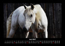 Tierkalender Fotokalender 2027 - 6