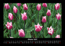 Blumenträume Fotokalender 2027 - 10