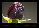 Blumenträume Fotokalender 2027 - 11