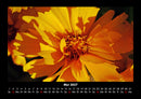 Blumenträume Fotokalender 2027 - 5