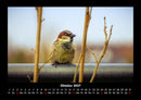 Vogelparadies Fotokalender 2027 - 10