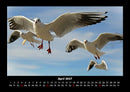 Vogelparadies Fotokalender 2027 - 4