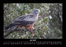 Vogelparadies Fotokalender 2027 - 7