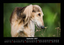 Hunde Fotokalender 2027 - 9