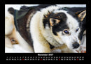 Hunde Fotokalender 2027 - 11