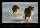 Hunde Fotokalender 2027 - 2