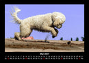 Hunde Fotokalender 2027 - 5