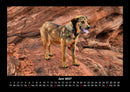 Hunde Fotokalender 2027 - 6