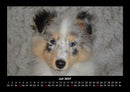 Hunde Fotokalender 2027 - 7