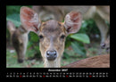 Welt der Tiere Fotokalender 2027 - 12