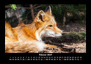 Welt der Tiere Fotokalender 2027 - 2