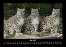 Welt der Tiere Fotokalender 2027 - 5