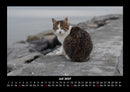 Welt der Tiere Fotokalender 2027 - 7