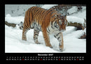 Tiger Fotokalender 2027 - 11