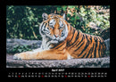 Tiger Fotokalender 2027 - 4