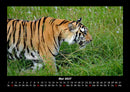 Tiger Fotokalender 2027 - 5