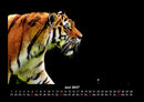 Tiger Fotokalender 2027 - 6
