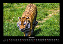 Tiger Fotokalender 2027 - 7