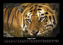 Tiger Fotokalender 2027 - 8