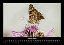 Bunte Pracht der Schmetterlinge Fotokalender 2027 - 10